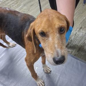 A brown and black dog with floppy ears standing on a gray surface, looking directly at the camera.