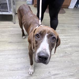 Brownie, Mixed Breed (Medium), adult, available for adoption