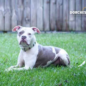 A pit bull dog lying on grass with a wooden fence in the background.