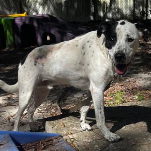 Bandit @ Foster, Retriever, Labrador, adult, available for adoption