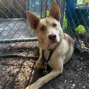 Honey Dew, Shepherd, adult, available for adoption