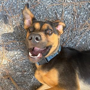 Alphabet, Mixed Breed (Medium), adult, available for adoption