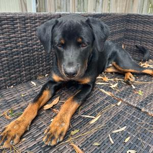 Charmin @ Foster, Mixed Breed (Medium), adult, available for adoption