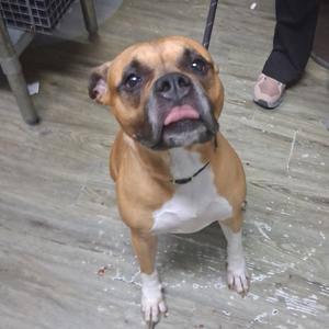 Dion, Mixed Breed (Large), adult, available for adoption