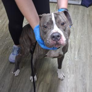 Blue, Mixed Breed (Large), adult, available for adoption