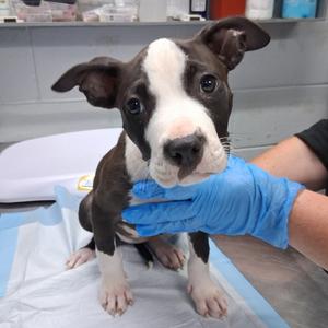 Diamond, Mixed Breed (Medium), available for adoption