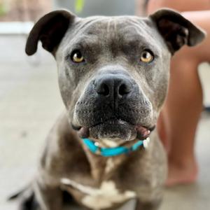 Handsome @ Foster, Mixed Breed (Medium), adult, available for adoption