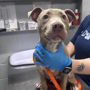 Bailey, Mixed Breed (Small), young, available for adoption