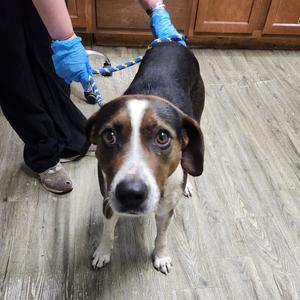 Cello, Mixed Breed (Medium), adult, available for adoption