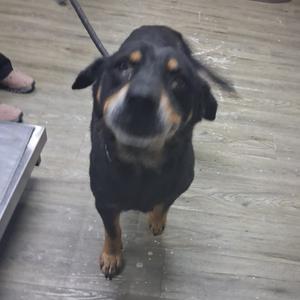 Buck Wheat, Mixed Breed (Medium), senior, available for adoption