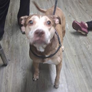 Addie, Mixed Breed (Large), adult, available for adoption