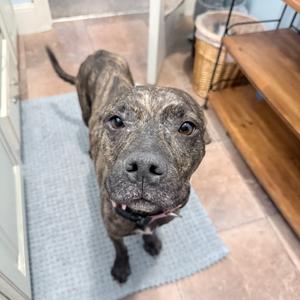 Autumn, Mixed Breed (Medium), senior, available for adoption