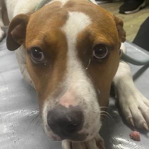 Freddy, Mixed Breed (Medium), adult, available for adoption