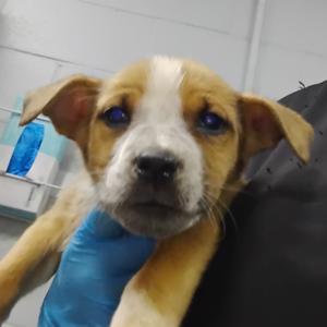 Latifa, Mixed Breed (Small), young, available for adoption