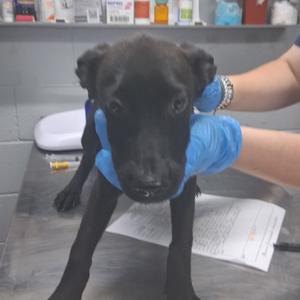 Matcha, Shepherd, available for adoption