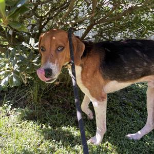 Copper, Hound, adult, available for adoption