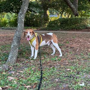 Arnold @ Foster, Mixed Breed (Medium), adult, available for adoption