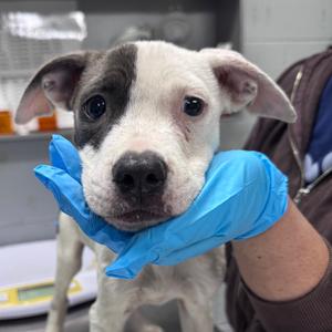 Coraline, Mixed Breed (Small), available for adoption