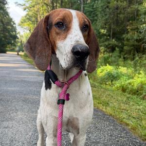 Fabian @ Foster, Mixed Breed (Medium), adult, available for adoption