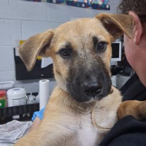 Joey @ Foster, Mixed Breed (Medium), available for adoption