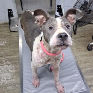 Levi, Mixed Breed (Medium), adult, available for adoption