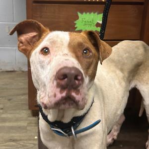 Jensen, Mixed Breed (Medium), adult, available for adoption