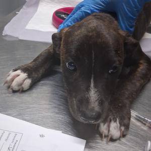 Honda, Mixed Breed (Medium), available for adoption