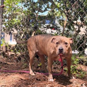 Adessa, Mixed Breed (Medium), adult, available for adoption