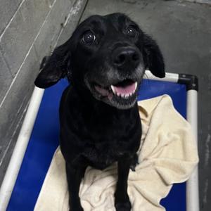 Berkleigh, Mixed Breed (Medium), adult, available for adoption