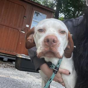 Jasper @ Foster, Mixed Breed (Medium), adult, available for adoption