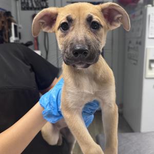 Lydia, Mixed Breed (Medium), available for adoption