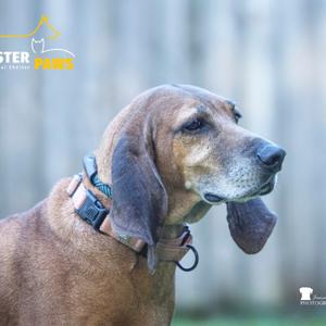 A brown dog with long floppy ears wearing a collar, looking to the side.
