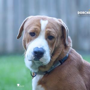 A brown and white dog with floppy ears and a black nose, wearing a collar, looking directly at the camera.