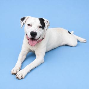 A white dog with black spots lying on a blue background.