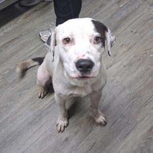 Chauncey, Mixed Breed (Medium), adult, available for adoption
