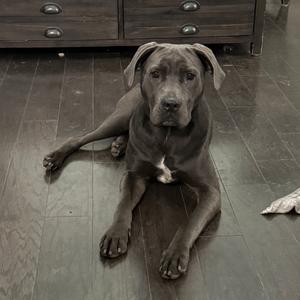 Chuck @ Foster, Mixed Breed (Medium), adult, available for adoption