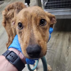 Dimitri, Mixed Breed (Medium), young, available for adoption