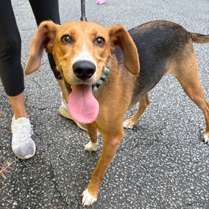 Lyra, Mixed Breed (Medium), adult, available for adoption