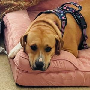 Mac @ Foster, Mixed Breed (Medium), adult, available for adoption