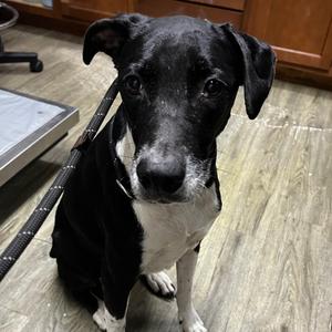 Bird @ Foster, Mixed Breed (Medium), senior, available for adoption