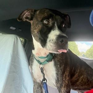 Frisbee @ Foster, Mixed Breed (Large), adult, available for adoption