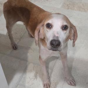 a brown and white dog standing on a tiled floor