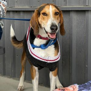 Humphrey @ Foster, Hound, adult, available for adoption