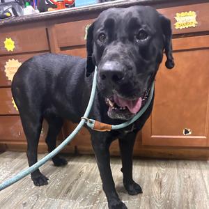 Majestic, Mastiff, adult, available for adoption