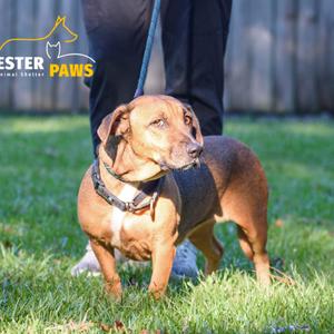 Chloe @ Foster, Mixed Breed (Small), adult, available for adoption