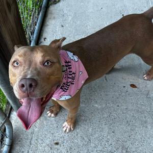 Doe @ Foster, Mixed Breed (Medium), adult, available for adoption