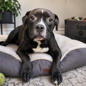 Bowser, Bulldog, adult, available for adoption