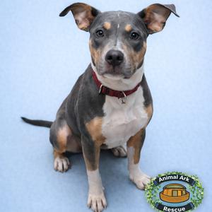 Jessie, Mixed Breed (Medium), adult, available for adoption
