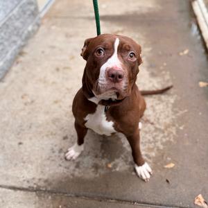 Boswell, Mastiff, adult, available for adoption