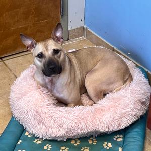 Ambrosia, Mixed Breed (Medium), adult, available for adoption
